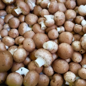 champignons bruns de paris agari de breizh