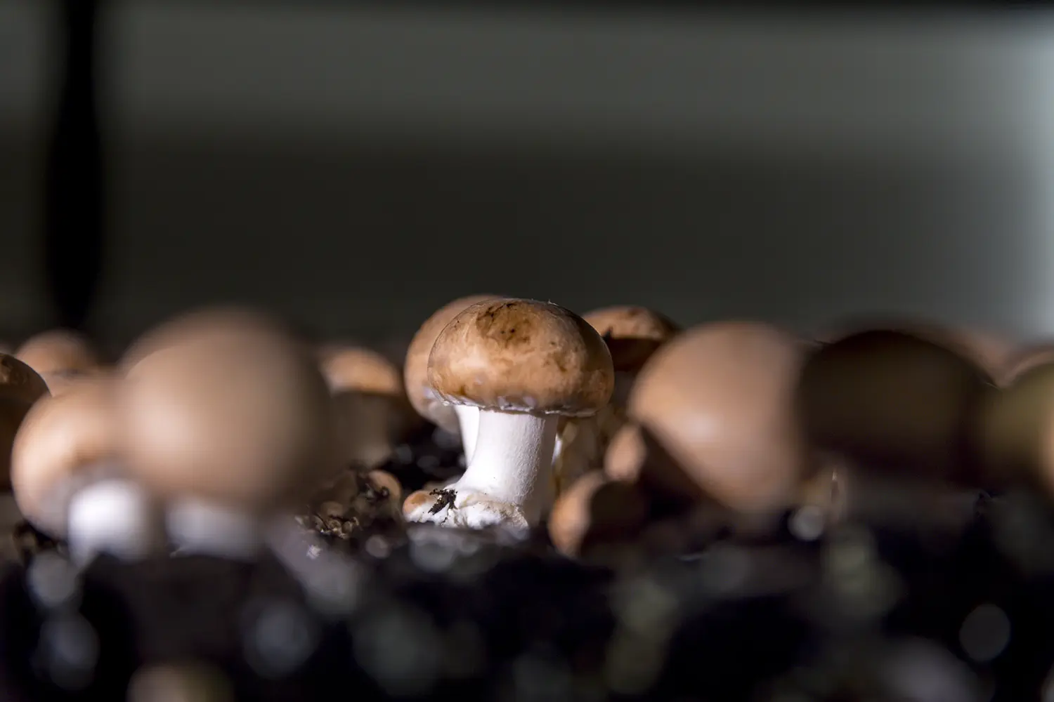 Agari Breizh nos champignons de paris jpg