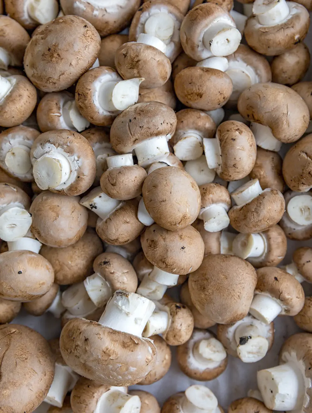 les champignons de paris bruns bio d'agari breizh