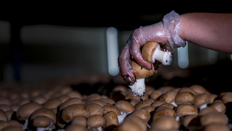 phase de récole champignons de paris agari breizh